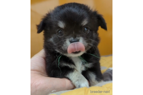 成約済の福岡県のチワワ(ロングコート)-247607の3枚目